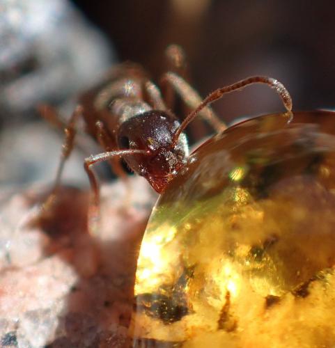 Lasius niger